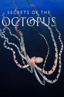 دانلود مستند اسرار اختاپوس Secrets of the Octopus 2024